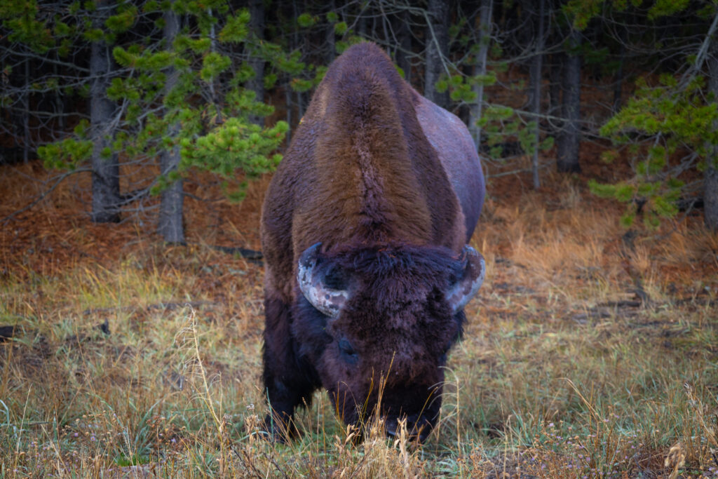 Yellowstone National Park