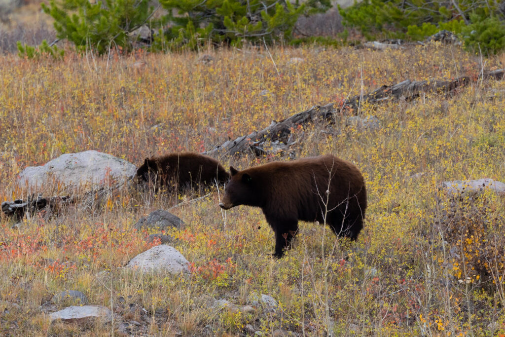 Yellowstone National Park