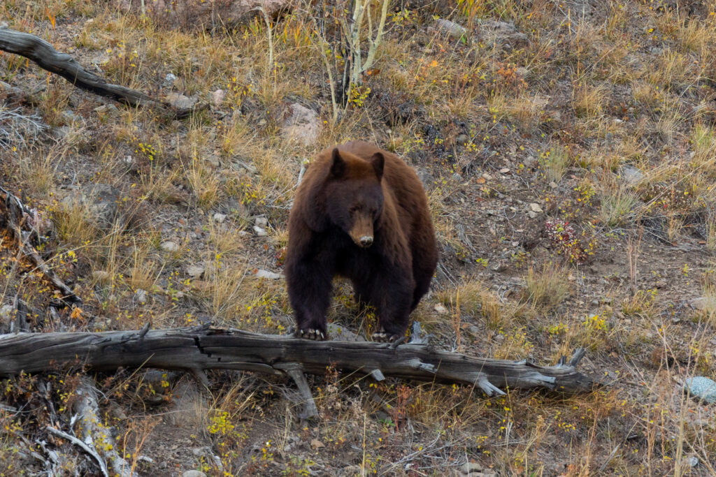 Yellowstone National Park