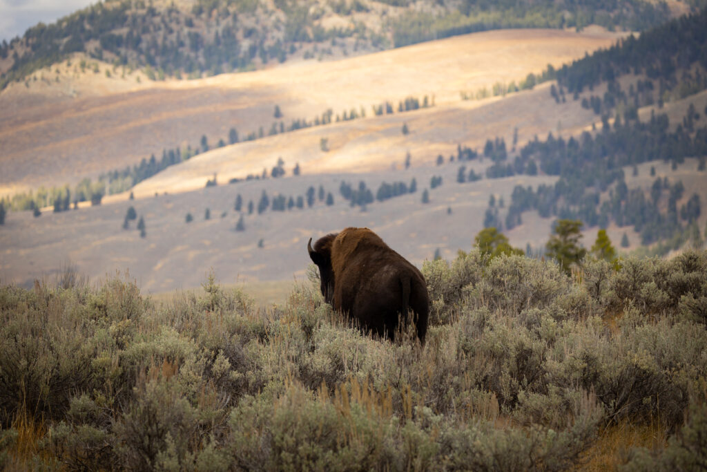 Yellowstone National Park