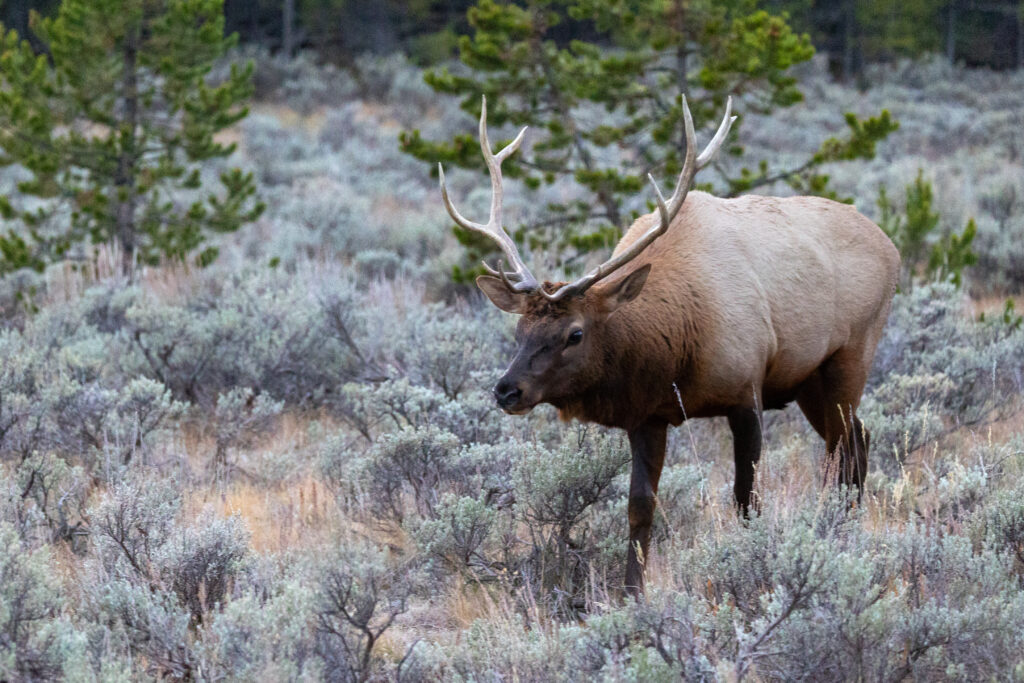 Yellowstone National Park