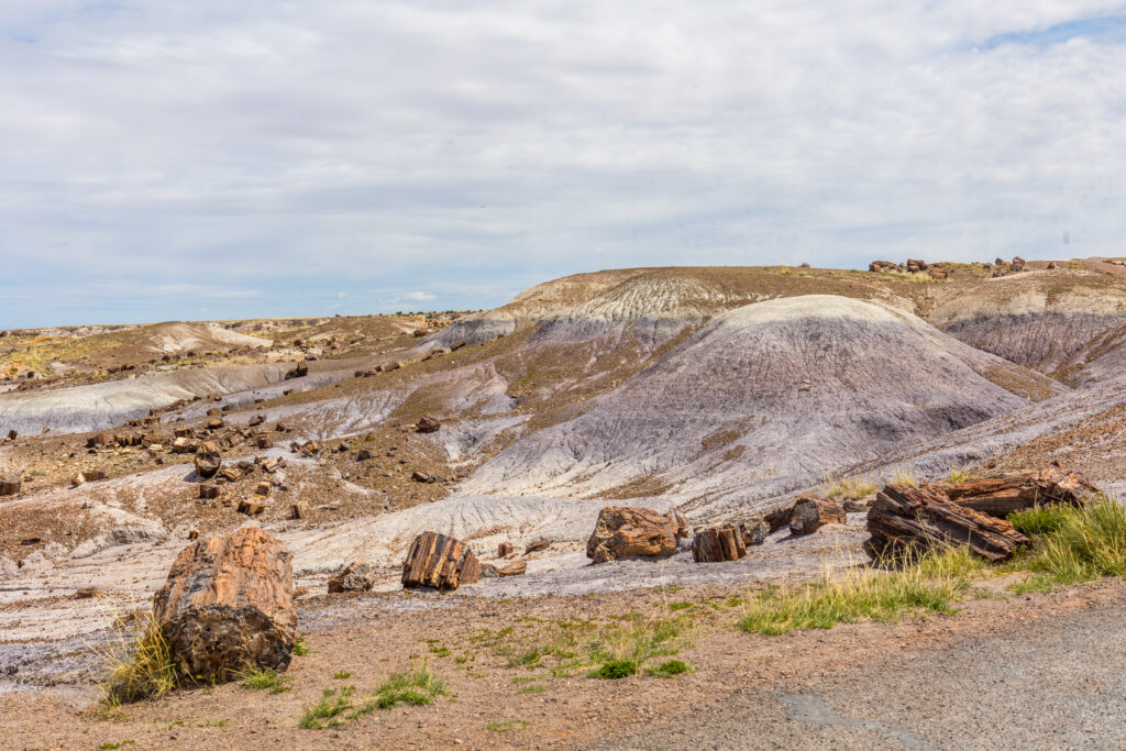 Petrified Forest