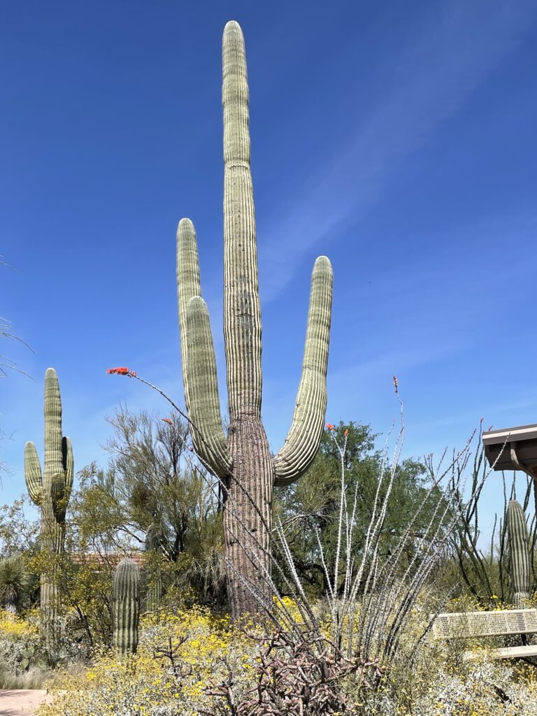 Saguaro