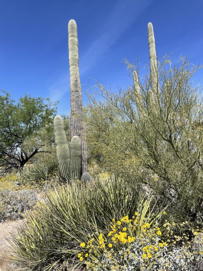 Saguaro National Park