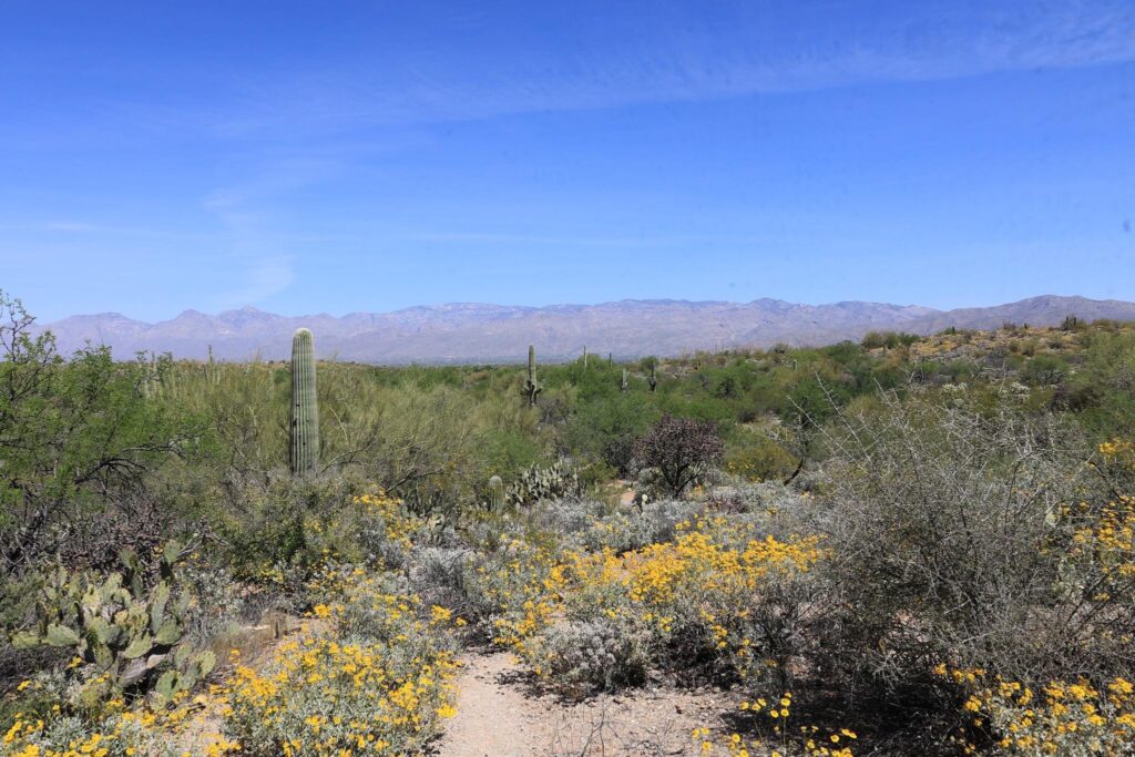 Saguaro National Park