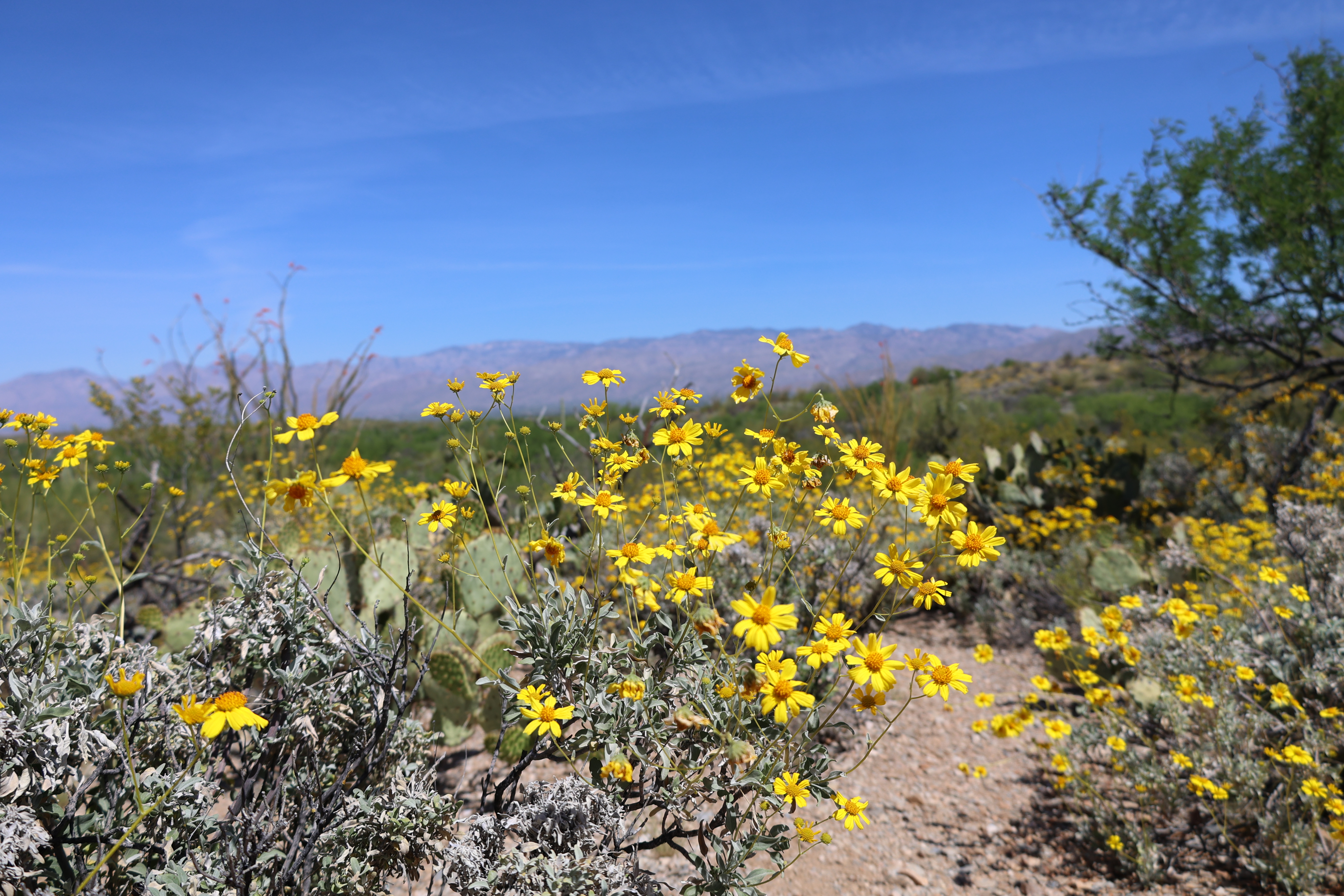 Saguaro National Park