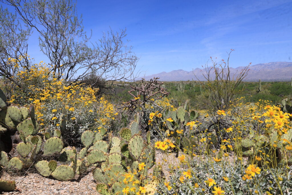 Saguaro National Park