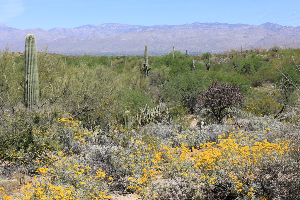 Saguaro National Park