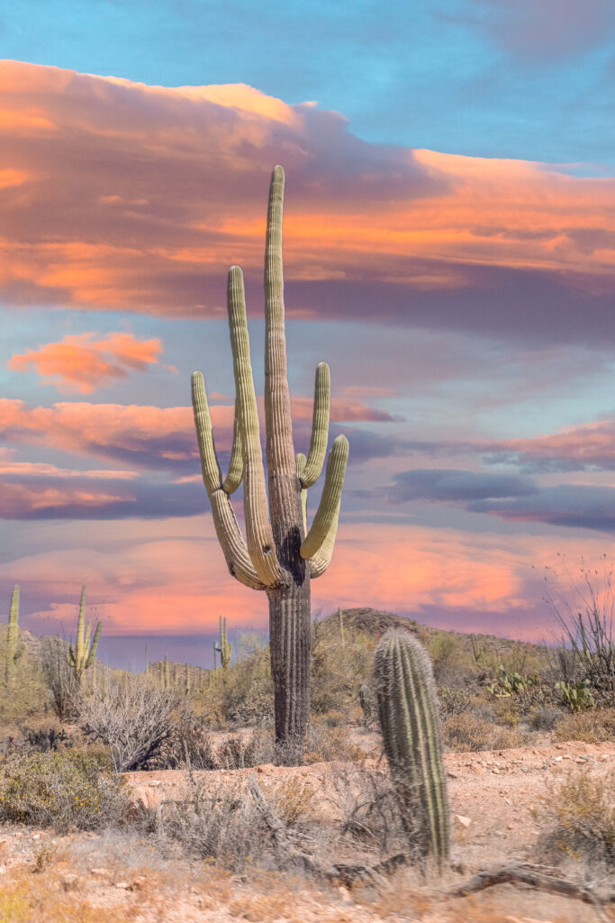 Saguaro National Park