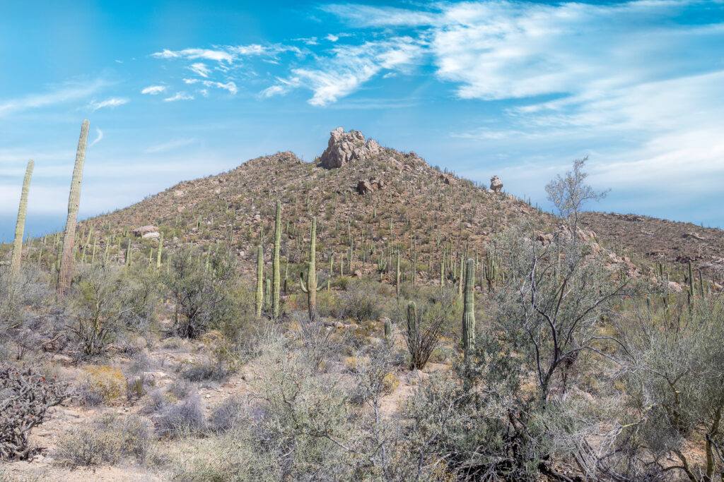 Saguaro National Park