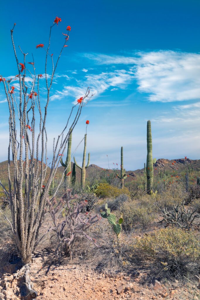 Saguaro