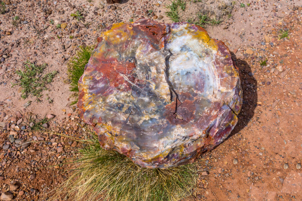 Petrified Forest