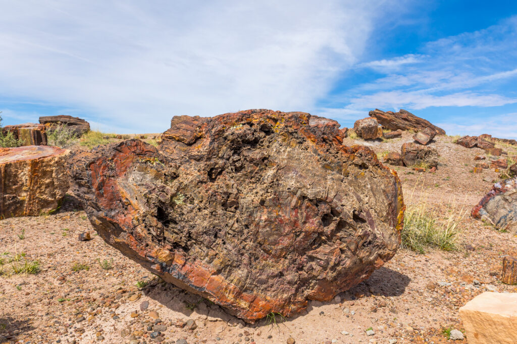 Petrified Forest