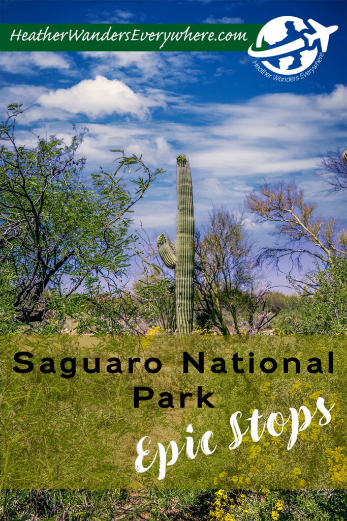 An Amazing Day in East Saguaro National Park: Cacti Galore!