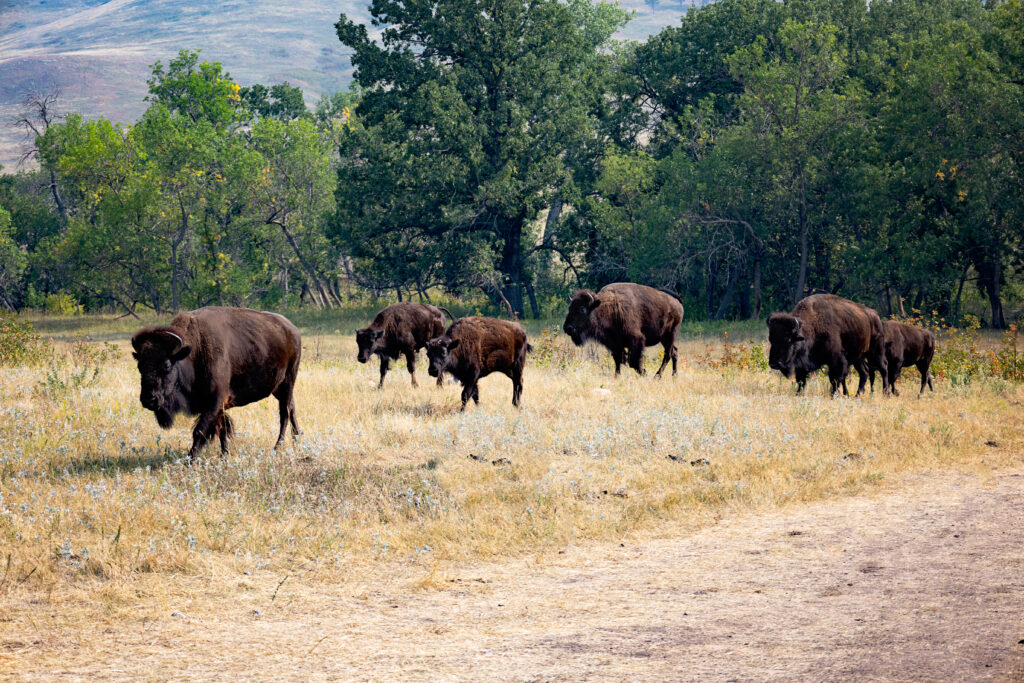 Custer State Park