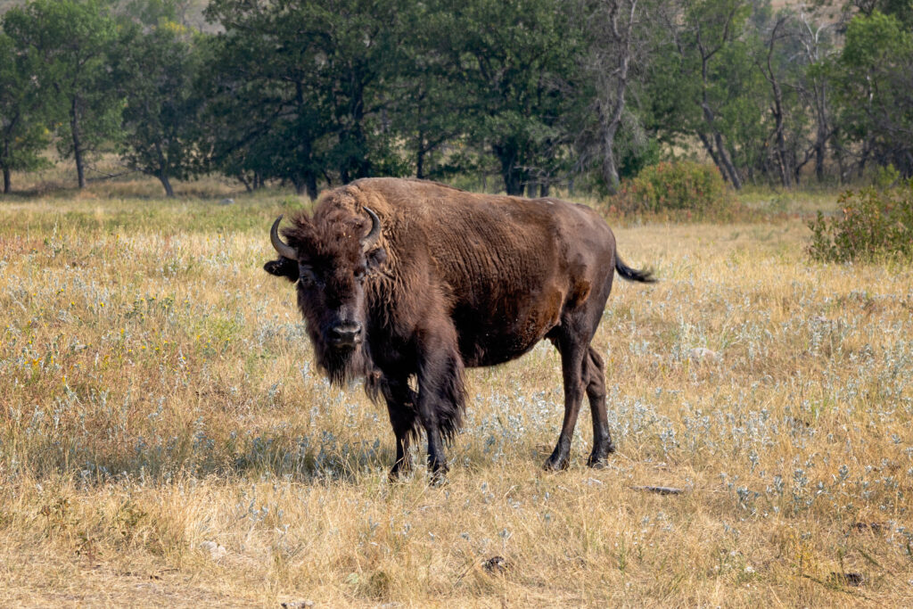 Custer State Park