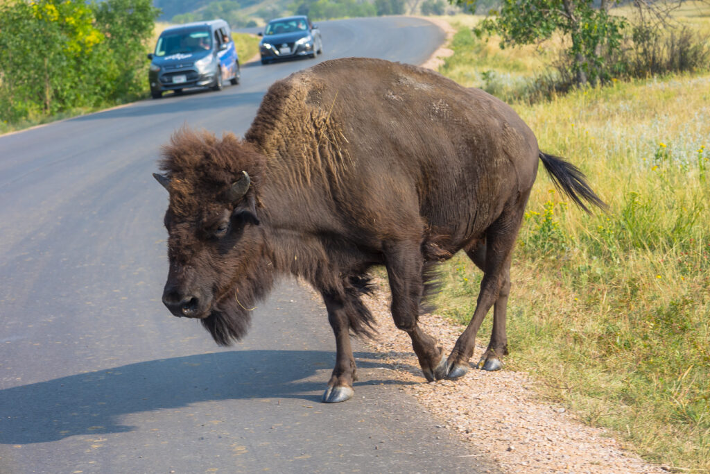 Custer State Park