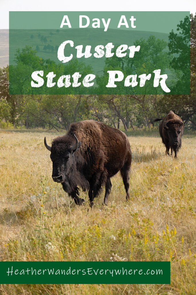 A Day at Custer State Park: Buffalo and Friendly Donkeys